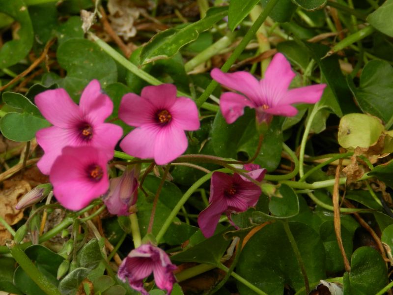 Oxalis articulata